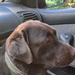 Animali domestici: a Napoli la spesa media è di 850 euro all’anno