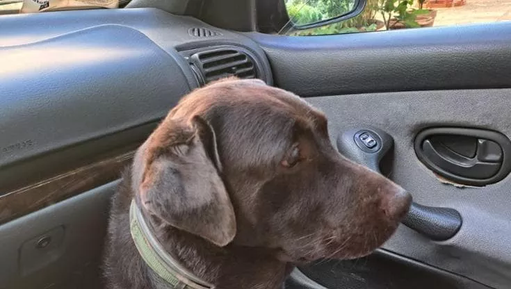 Animali domestici: a Napoli la spesa media è di 850 euro all’anno