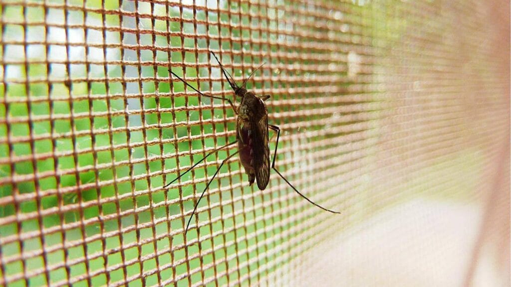 Epidemia a Cuba: scarseggiano i medicinali