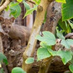 Fossa, nati quattro cuccioli allo Zoo di Napoli