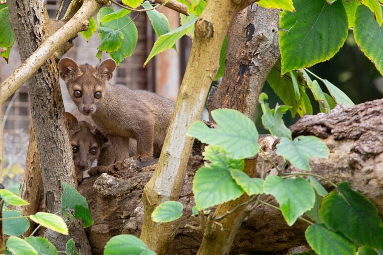 Fossa, nati quattro cuccioli allo Zoo di Napoli