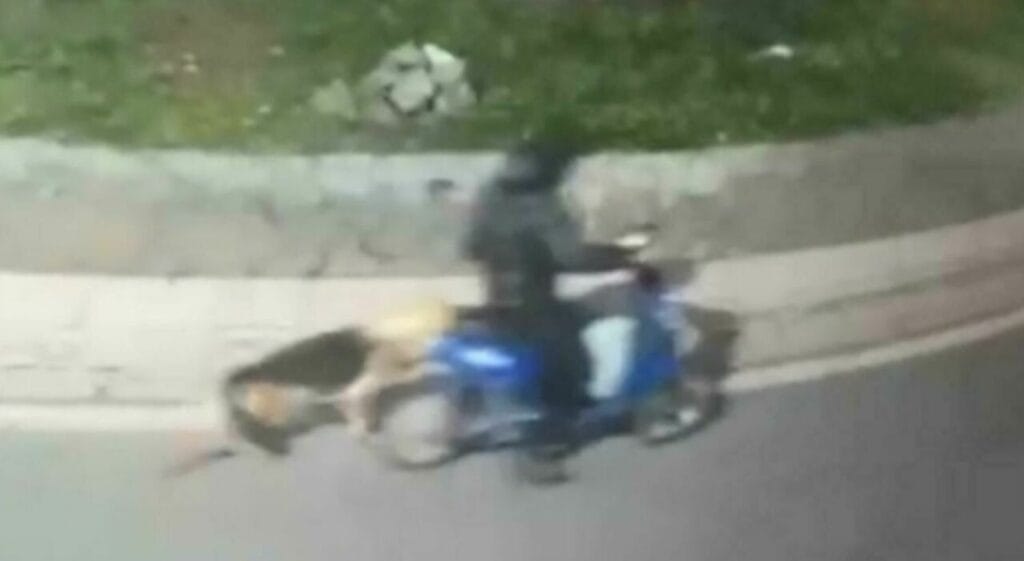 San Sebastiano al Vesuvio, dog sitter denunciato per folle gesto