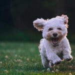 Lo sguardo del tuo cane: un linguaggio da capire