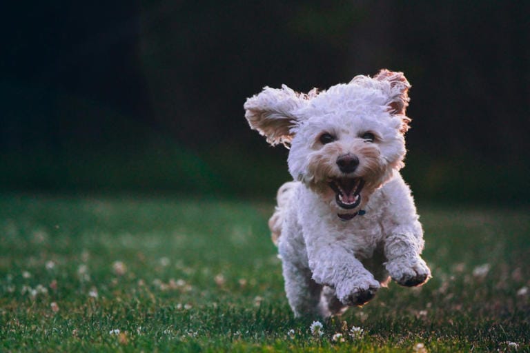 Lo sguardo del tuo cane: un linguaggio da capire