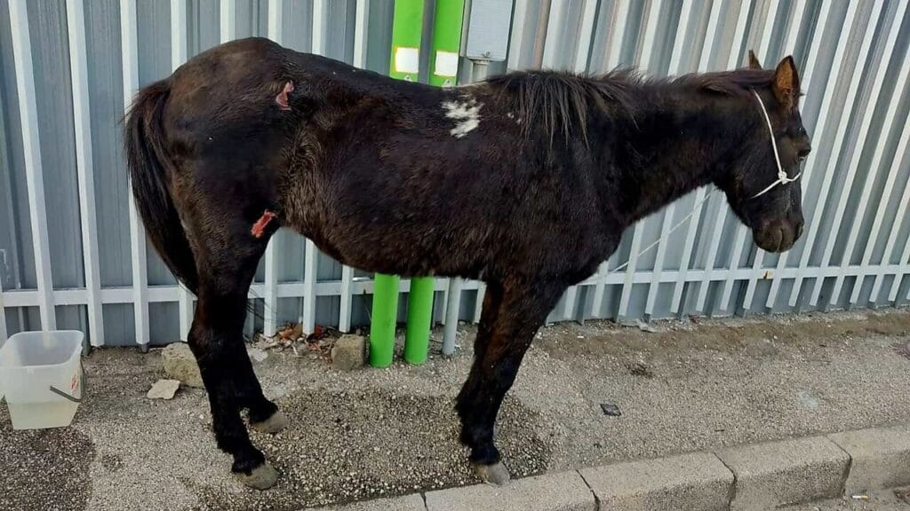 Ex consigliere denunciato per aver trascinato un cavallo con l'auto