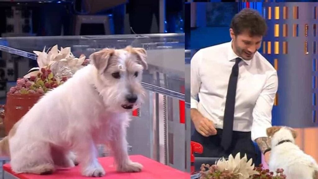 Gennarino di Affari Tuoi: la vera identità del cagnolino