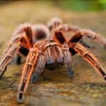 Scopri gli animali velenosi che vivono nelle tue case.