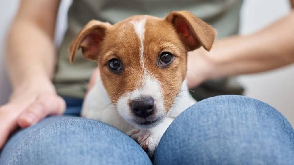 Italia, il veterinario smaschera il falso mito: 