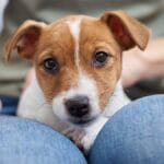 Italia, il veterinario smaschera il falso mito: