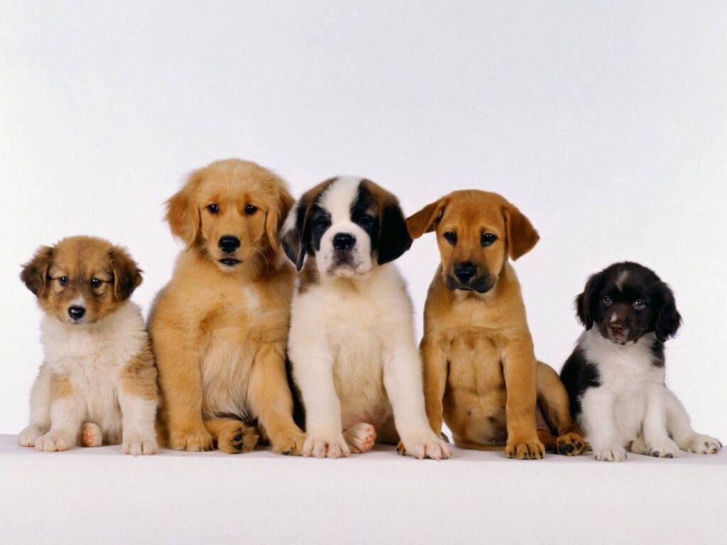 Zodiaco e cani: trova il compagno a quattro zampe perfetto