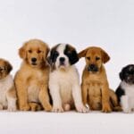 Zodiaco e cani: trova il compagno a quattro zampe perfetto