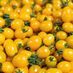 Scoperto il gene che crea il pomodoro giallo