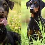 Germania: La sorprendente storia del Pinscher e Dobermann.