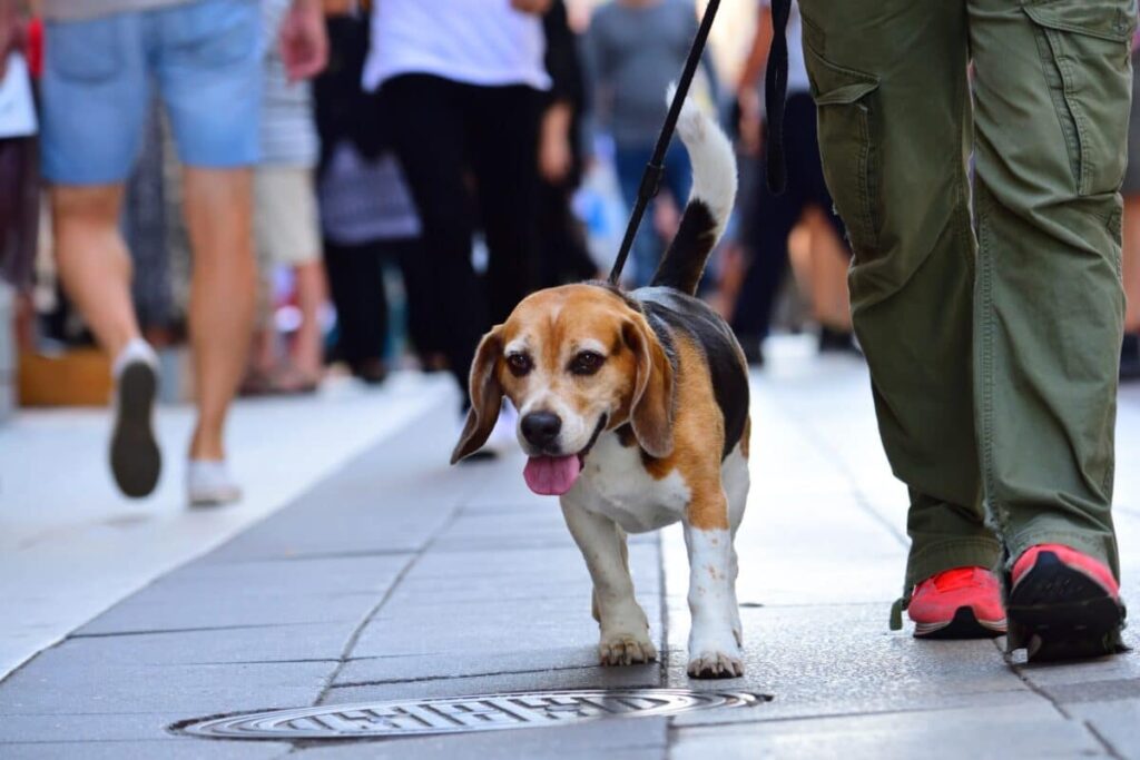 Città e cani: gli errori da non fare per una convivenza
